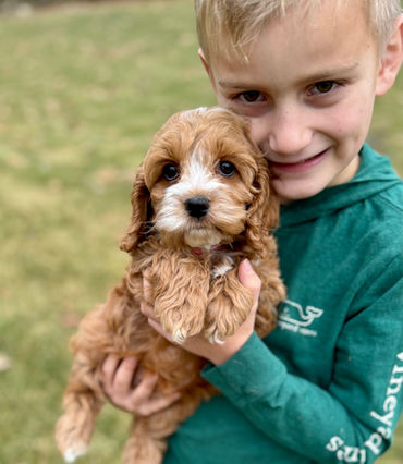 Apricot with white markings female Cockapoo puppy lovingly held by a young boy in a green vineyard vines shirt while posing outdoors for the pups last photo shoot at Chesley Hill Cockapoos, New Hampshire Cockapoo breeder with Cockapoo puppies for sale to families in Boston, Cape Cod, Massachusetts, Manhattan, NYC, DUMBO, New York, Newport, Rhode Island, Hartford, Connecticut, Newark, New Jersey, Philadelphia, Pennsylvania, Portsmouth, New Hampshire, Vermont, Maine, Washington DC, Maryland, all of New England and the East Coast.