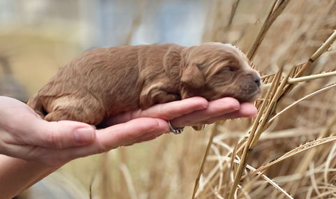 Handsome apricot male Cockapoo puppy lovingly held in a womans hands during his one week photo shoot outdoors on a sunny spring day with blue skies and tall waving earthtoned grass as the backdrop. He is being lovingly raised by Chesley Hill Cockapoos a family breeder of Cockapoo puppies just north of Boston, providing happy and healthy Cockapoo puppies to families from Boston, Massachusetts, Connecticut, NYC, all of New England and the East Coast.