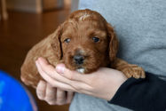Cockapoo puppy lovingly raised by Chesley Hill Cockapoos Cockapoo breeder MA with Cockapoo puppies available to families in CT, NY, NH, MA, RI, ME, VT, MD, VA, PA, NC, FL, TX, OR, CA all of New England and East Coast to West Coast