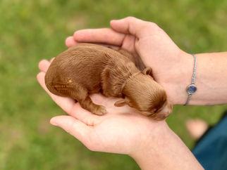 Quality F1b female Cockapoo puppy from boutique breeder in Florida available for families in NY.