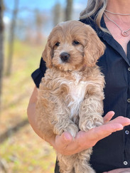 Toy cockapoo puppies new arrivals for sale near me