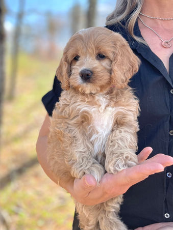 Beautiful light apricot with white markings female Cockapoo puppy during her outside photo shoot with blue skies and green budding trees as the backdrop.  She is being lovingly raised by Chesley Hill Cockapoos a premier family breeder of Cockapoo puppies in New England providing happy and healthy Cockapoo puppies to loving families in Boston, Massachusetts, NYC, CT, VT, NH, ME, RI, all of New England and the East Coast.