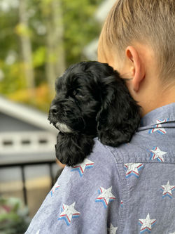 Adorable black with white markings F1 male Cockapoo puppy lovingly held by a young boy during the puppies final photo shoot at Chesley Hill Cockapoos, Massachusetts premier Cockapoo breeder with Cockapoo puppies for sale to families in NH, ME, VT, CT, RI, NY, NYC, NJ, PA, MD, Washington DC, all of New England and the East Coast.