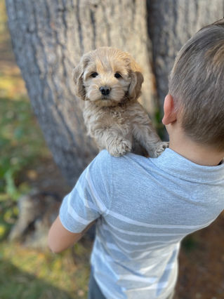 Adorable Cockapoo puppy in the arms of a young boy for the pups final photo shoot at Chesley Hill Cockapoos, New England breeder of Cockapoo puppies for families in Massachusetts, Boston, Cape Cod, New York, Manhattan, Brooklyn, New Jersey, Newark, Connecticut, Hartford, Bridgeport, New Hampshire, Portsmouth, Vermont, Maine, Philadelphia, Washington DC, Maryland, all of New England and the East Coast.