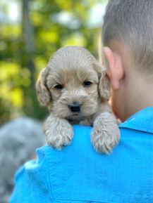 Handsome male F1 Cockapoo puppy lovingly held by a little boy outdoors in NH on a lovely fall day. The pup is being raised by Chesley Hill Cokapoos, New England's premier Cockapoo breeder raising Cockapoo puppies for families in Connecticut, Rhode Island, New York, Maine, New Hampshire, Vermont, Maine, New Jersey, Washington DC, Maryland, all of New England and the East Coast.