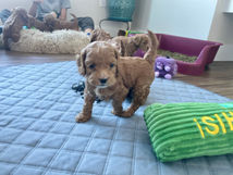Apricot Cockapoo puppies being raised in an enriched and loving environment by Chesley Hill Cockapoos an ethical family breeder located just north of Boston and providing happy and healthy Cockapoo puppies to loving families all throughout New England and the East Coast.