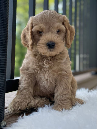 Handsome apricot male Cockapoo puppy posing outside on a sunny summer day on a white faux fur rug for his final photo shoot at Chesley Hill Cockapoos a Cockapoo breeder in New England and just north of Boston.  
Chesley Hill Cockapoos Cockapoo Breeders Massachusetts.