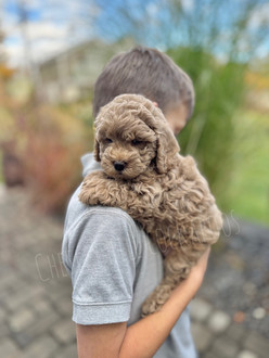 Chesley Hill Cockapoos New England Cockapoo breeder providing exceptional family pets to discerning clients throughout the US to include CA, UT, WA, OR, FL, MD, CT, VA, NC, NYC, Manhattan, NH, ME and VT