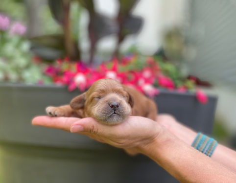 One week old, outdoor summer photo shoot for a litter of Cockapoo puppies being lovingly raised by Chesley Hill Cockapoos a New England based Cockapoo breeder who lovingly raises their Cockapoo puppies for families in NH, ME, VT, Boston, MA, NY, NYC, CT, RI, all of New England and the East Coast.