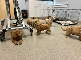 F1b Cockapoo puppies at their final vet check while at Chesley Hill Cockapoos New England's premier Cockapoo breeder.  Chesley Hill Cokapoos has Cockapoo puppies for sale to families in New York, Connecticut, Rhode Island, Massachusetts, Philadelphia, Washington DC, New Hampshire, Vermont, Maine, all of New England and the East Coast.