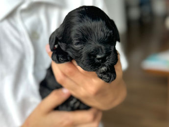 2 week old F1 Cockapoo puppy lovingly raised by Chesley Hill Cockapoos New Hampshire's premier Cockapoo breeder with Cockapoo puppies for sale to families in MA, ME, VT, NH, NY, CT, NYC, RI, PA, Washington DC, MD, all of New England and the East Coast.
