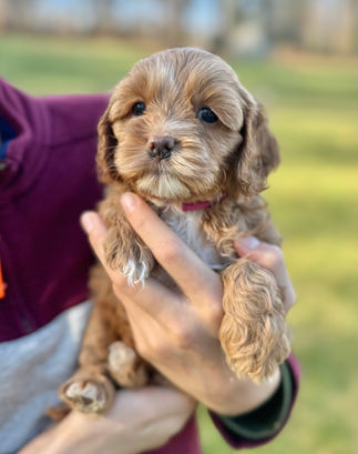 Beautiful apricot F1 Cockapoo puppy for sale from Chesley Hill Cockapoos New Hampshire's premier Cockapoo breeder with Cockapoo puppies for sale to families in NH, ME, VT, CT, RI, NJ, NYC, NY, MA, Cape Cod, Boston, Philadelphia, PA, Washington DC, MD all of New England and the East Coast.
