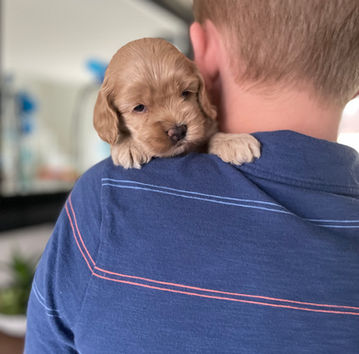 Beautiful buff female cockapoo puppy lovignly held for her 4 week photo shoot with pops of bright pink spring flowers. Raised by Chesley Hill Cockapoos, NH family Cockapoo breeder with puppies for sale to loving families in NH, VT, ME, RI, CT, NJ, NYC, NY, MA, Philadelphia, Washington DC, all of New England and the East Coast.