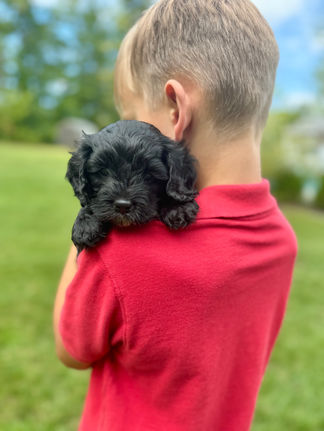 Handsome black with white markings F1 Cockapoo puppy lovingly held for his sunny summer 5 week puppy photo shoot at Chesley Hill Cockapoos NH Cockapoo breeder with Cockapoo puppies for sale to families in NH, MA, VT, CT, RI, ME, NJ, NY, PA, Washignton DC, MD, all of New England and the East Coast.