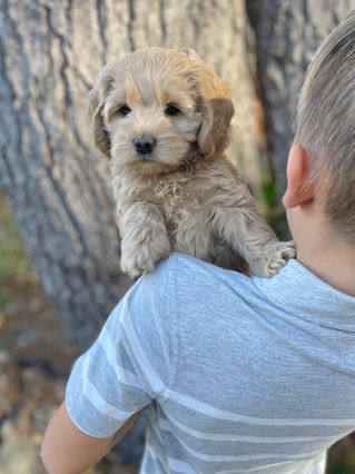 Adorable Cockapoo puppy in the arms of a young boy for the pups final photo shoot at Chesley Hill Cockapoos, New England breeder of Cockapoo puppies for families in Massachusetts, Boston, Cape Cod, New York, Manhattan, Brooklyn, New Jersey, Newark, Connecticut, Hartford, Bridgeport, New Hampshire, Portsmouth, Vermont, Maine, Philadelphia, Washington DC, Maryland, all of New England and the East Coast.