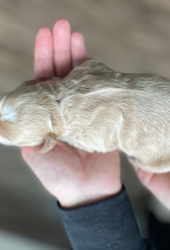 Newborn male Cockapoo puppy lovingly held in a woman's hands for the puppies first photo shoot at Chesley Hill Cockapoos, New England Cockapoo breeder just north of Boston, providing happy and healthy Cockapoo puppies to families in MA, CT, RI, NYC, NJ, NH, ME, VT, MD, all of New England and the East Coast.