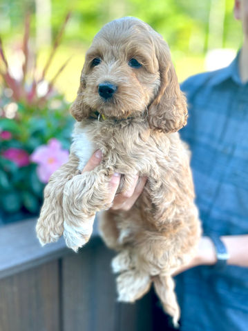 Handsome light apricot with white markings 7 week old male Cockapoo puppy lovingly held by a young boy in a dark grey button up shirt and posed before stunning white and pink flowers and green grass.  He is being lovingly raised by Chesley Hill Cockapoos a family breeder of Cockapoo puppies in New England providing happy and healthy Cockapoo puppies to families in Boston, MA, RI, CT, ME, NH, MD, FL, NC, NJ, all of New England and the East Coast.