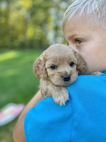 Handsome male F1 Cockapoo puppy lovingly held by a little boy outdoors in NH on a lovely fall day. The pup is being raised by Chesley Hill Cokapoos, New England's premier Cockapoo breeder raising Cockapoo puppies for families in Connecticut, Rhode Island, New York, Maine, New Hampshire, Vermont, Maine, New Jersey, Washington DC, Maryland, all of New England and the East Coast.