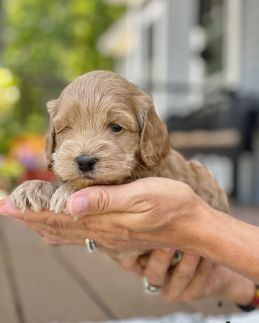 Handsome 4 week old apricot male Cockapoo puppy posed outside on a beautiful sunny day with summer greens as the backdrop.  He is being lovingly raised by Chesley Hill Cockapoos a family breeder of Cockapoo puppies in NH, just north of Boston.  We provide happy and healthy Cockapoo puppies to loving families in Boston, MA, NH, ME, VT, CT, RI, MD, all fo New England and the East Coast.