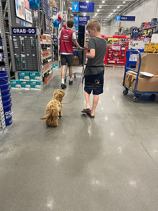 Cockapoo puppy working on socialization and training at Lowe's