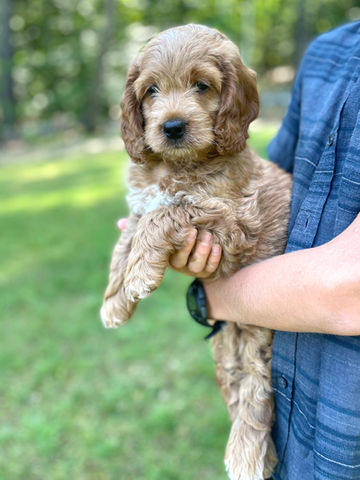 Handsome apricot with white markings male 7 week old Cockapoo puppy lovingly held by a young blonde boy during the his last photo shoot before heading to his forever home.  He is part of the Chesley Hill Cockapoos family, a Cockapoo breeder in New England providing happy and healthy Cockapoo puppies to loving families in Boston, MA, NH, RI, CT, VT, NYC, NY, all of New England and the East Coast.