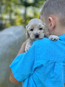 Adorable female F1 Cockapoo puppy lovingly held by a little boy outdoors in NH on a lovely fall day. The pup is being raised by Chesley Hill Cokapoos, New England's premier Cockapoo breeder raising Cockapoo puppies for families in Connecticut, Rhode Island, New York, Maine, New Hampshire, Vermont, Maine, New Jersey, Washington DC, Maryland, all of New England and the East Coast.