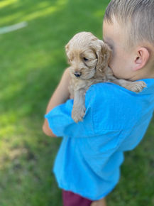Handsome male F1 Cockapoo puppy lovingly held by a little boy outdoors in NH on a lovely fall day. The pup is being raised by Chesley Hill Cokapoos, New England's premier Cockapoo breeder raising Cockapoo puppies for families in Connecticut, Rhode Island, New York, Maine, New Hampshire, Vermont, Maine, New Jersey, Washington DC, Maryland, all of New England and the East Coast.