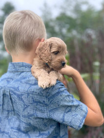Handsome light apricot 6 week old male Cockapoo puppy lovingly held by a young blonde boy during their outdoor photo shoot at Chesley Hill Cockapoos, family Cockapoo breeder located just north of Boston. Chesley Hill Cockapoos is New England's premier family breeder of Cockapoo puppies in NH and helping families throughout NYC, NJ, RI, CT, MD, DC, FL, ME, MA, NY find their forever puppy.