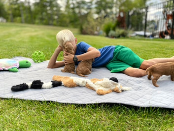 Cockapoo puppies enjoying a mild summer day outside in NH, learning and exploring with new toys, sights, sounds, smells, while being lovingly raised by Chesley Hill Cockapoos New England Cockapoo breeder providing healthy and confident Cockapoo puppies to families in Boston, Providence, Hartford, Trenton, New York City, Portland, Portsmouth, Washington D.C, all of New England and the East Coast.