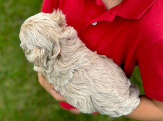 Handsome light apricot with white markings F1 Cockapoo puppy lovingly held for his sunny summer 5 week puppy photo shoot at Chesley Hill Cockapoos NH Cockapoo breeder with Cockapoo puppies for sale to families in NH, MA, VT, CT, RI, ME, NJ, NY, PA, Washignton DC, MD, all of New England and the East Coast.