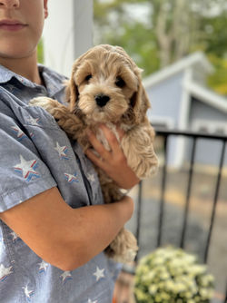 Adorable apricot with white markings F1 male Cockapoo puppy lovingly held by a young boy during the puppies final photo shoot at Chesley Hill Cockapoos, Massachusetts premier Cockapoo breeder with Cockapoo puppies for sale to families in NH, ME, VT, CT, RI, NY, NYC, NJ, PA, MD, Washington DC, all of New England and the East Coast.