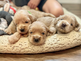 Cockapoo puppies for sale to loving families in Boston, Cape Cod, Massachusetts, Newport, Rhode Island, New York, New York City, Manhattan, Brooklyn, Washington DC, Marlyand, Maine, New Hampshire, Connecticut, Hartford, all of New England and the East Coast.