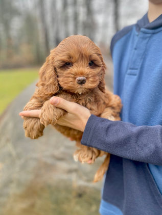 Beautiful 8 week old female Cockapoo puppy lovingly held by a young boy during the pups outdoor photo shoot with backdrop of fallen leaves and moss covered trees. She has been raised as part of the Chesley Hill Cockapoos family, NH Cockapoo breeder providing happy and healthy Cockapoo puppies to families in Boston, MA, Newport, RI, New York City, NY, Bridgeport, CT, Hartford, CT, Portsmouth, NH, Portland, ME, Burlington, VT, Newark, NJ, Washington DC, all of New England and the East Coast.