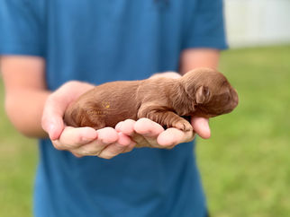 Female dark apricot Cockapoo puppy from the Pickles litter by Chesley Hill Cockapoos in FL.