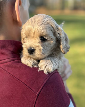 Handsome buff F1 Cockapoo puppy for sale from Chesley Hill Cockapoos Connecticut's premier Cockapoo breeder with Cockapoo puppies for sale to families in NH, ME, VT, CT, RI, NJ, NYC, NY, MA, Cape Cod, Boston, Philadelphia, PA, Washington DC, MD all of New England and the East Coast.