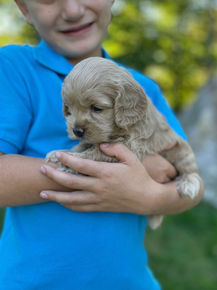 Adorable female F1 Cockapoo puppy lovingly held by a little boy outdoors in NH on a lovely fall day. The pup is being raised by Chesley Hill Cokapoos, New England's premier Cockapoo breeder raising Cockapoo puppies for families in Connecticut, Rhode Island, New York, Maine, New Hampshire, Vermont, Maine, New Jersey, Washington DC, Maryland, all of New England and the East Coast.