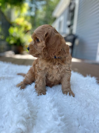 Handsome apricot male Cockapoo puppy posing outside on a sunny summer day on a white faux fur rug for his final photo shoot at Chesley Hill Cockapoos a Cockapoo breeder in New England and just north of Boston.  
Chesley Hill Cockapoos Cockapoo Breeder Boston, Cockapoo Breeder New England.