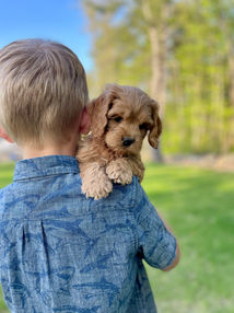 Adorable apricot female Cockapoo puppy enjoying the New Hampshire fresh air and sunshine during her 7 week outdoor photo shoot at Chesley Hill Cockapoos, New England's premier Cockapoo breeder. Chesley Hill Cockapoos lovingly raises Cockapoo puppies for families in Boston, MA, Newport, RI, Greenwich, CT, Westport, CT, Darien, CT, Wilton, CT, New Canaan, CT, Hartford, CT, Bridgeport CT, Manhattan, NY, Sandspoint, NY, Brooklyn, NY, New York City, NY, Portsmouth, NH, Washington DC, Rockville, MD, Bowie, MD, ME, VT, all of New England and the East Coast.