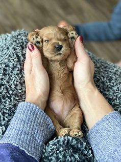 3 week old apricot female cockapoo puppy being held by a young boy wearing heathered maroon sweatshirt for the pups photo shoot at Chesley Hill Cockapoos, a boutique family breeder located in NH providing happy and healthy Cockapoo puppies to loving families in Boston Massachusetts, all of New England and the East Coast.