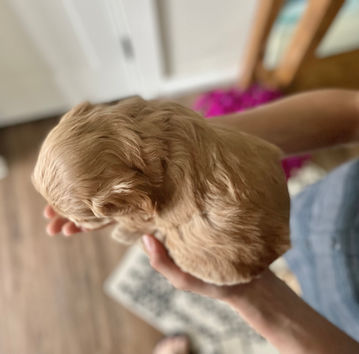 Beautiful apricot female cockapoo puppy lovingly held in a young boys hands while posing sweetly for the pups 4 week photo shoot at Chesley Hill Cockapoos, NH Cockapoo breeder providing happy and healthy Cockapoo puppies to loving families in Boston, Cape Cod, MA, Newark, NJ, Newport, Providence, RI, Manhattan, NYC, NY, Hartford, CT, ME, VT, NH, ME Washington DC, MD, Philadelphia, all of New England and the East Coast.