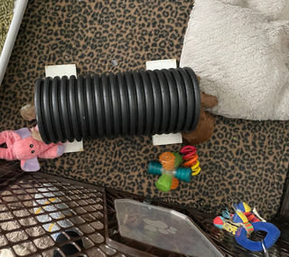 Cockapoo puppies sleeping in their play tube. The pups are being raised by Chesley Hill Cockapoos, New England's premier Cockapoo breeder providing happy and healthy Cockapoo puppies to loving families in NH, MA, VT, CT, RI, NY, NH, MD, Washington DC, Portsmouth, Newark, Newport, Providence, New York City all of New England and the East Coast.