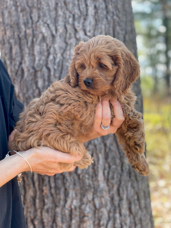 Handsome apricot male Cockapoo puppy adorably posing for the camera during his outdoor photo shoot with blue skies and green budding trees as the backdrop. He is being lovingly raised by Chesley Hill Cockapoos a premier family breeder of Cockapoo puppies in New England providing happy and healthy Cockapoo puppies to loving families in Boston, Massachusetts, NYC, CT, VT, NH, ME, RI, all of New England and the East Coast.