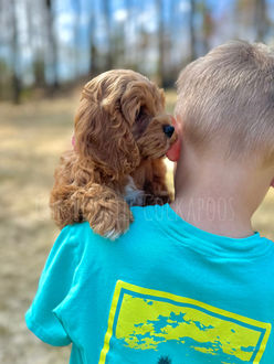 F1 Cockapoo puppy lovingly raised by Chesley Hill Cockapoos Virginia's premier Cockapoo breeder with Cockapoo puppies for sale to families in Boston, MA, NYC, Manhattan, Brooklyn, NY, Philadelphia, PA, Bethesda, MD, Newport, RI, Hartford, CT, Spokane, WA, Los Angeles, CA, NH, ME, VT, NJ, all of New England and the East Coast.