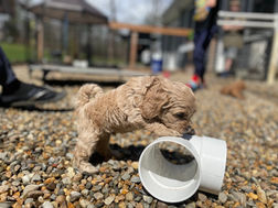 Cockapoo puppies playing and exploring outdoors on a beautful spring NH day under the watchful care of Chesley Hill Cockapoos, NH family breeder of Cockapoo puppies raising happy and healthy Cockapoo puppies for families in NH, Cape Cod, Boston, MA, Newport, Providence, RI, Newark, NJ, Manhattan, NYC, NY, Hartford, CT, ME, NH, VT, Philadelphia, Washington DC, MD, all of New England and the East Coast.