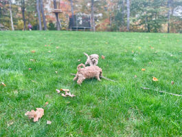 Cockapoo puppies enjoying a cool fall day outside while lovingly raised by Chesley Hill Cockapoos, New Hampshire's premier Cockapoo breeder, raising Cockapoo puppies for sale to families in Boston, Cape Cod, Massachusetts, Hartford, Bridgeport, Connecticut, Newport, Rhode Island, Manhattan, Brooklyn, New York, Maine, New Hampshire, Vermont, New Jersey, Washington DC, Philadelphia, Pennsylvania, all of New England and the East Coast.
