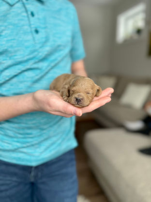 Handsome apricot male Cockapoo puppy lovingly held in a young boys hands for the pups newborn photo shoot at Chesley Hill Cockapoos, NH Cockapoo breeder with Cockapoo puppies for sale to loving families in Boston, Cape Cod, Massachusetts, Newport, Rhode Island, Hartford, Connecticut, NYC, Manhattan, Brooklyn, New York, Newark, NJ, Portsmouth, NH, ME, VT, Washington DC, MD, all of New England and the East Coast.