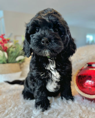 Adorable F1 Cockapoo puppy having a Christmas themed final photo shoot at Chesley Hill Cockapoos New Hampshire's premier Cockapoo breeder with Cockapoo puppies for sale to families in CT, NY, NJ, PA, RI, ME, MA, VT, NH, MD, Washington DC, CA, FL, all of New England and the East Coast.