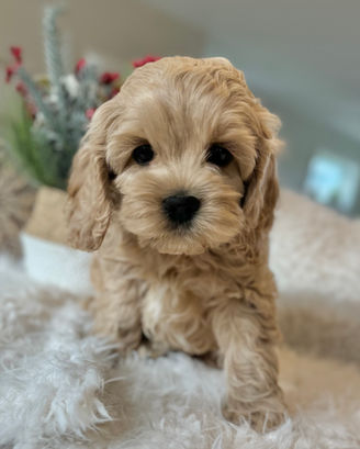 Adorable F1 Cockapoo puppy having a Christmas themed final photo shoot at Chesley Hill Cockapoos Connecticut's premier Cockapoo breeder with Cockapoo puppies for sale to families in CT, NY, NJ, PA, RI, ME, MA, VT, NH, MD, Washington DC, CA, FL, all of New England and the East Coast.