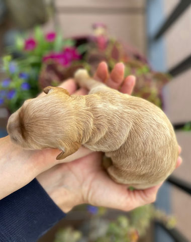 One week old female apricot Cockapoo puppy held lovingly in a woman's hands for an outdoor photo shoot with a backdrop of vibrant greens, pinks, red and purple flowers and bright sunshine.  The pup is being raised as part of the Chesley Hill Cockapoos family, a New England Cockapoo breeder providing happy and healthy Cockapoo puppies to loving families in NH, VT, CT, ME, MA, Boston, RI, NY, NYC, all of New England and the East Coast.