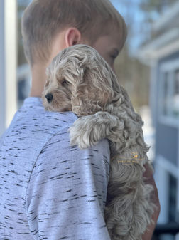 Cockapoo puppy raised in NH by Chesley Hill Cockapoos Massachusetts premier Cockapoo breeder with Cockapoo puppies for sale to families in MA, NH, CT, NY, MD, VA, NC, SC, TX, GA, FL, ME, VT, RI, CA all of New England and East Coast to West Coast.